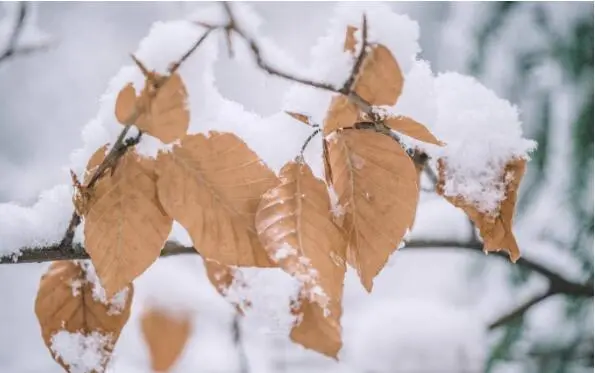 科美滋||今年小雪讓科美滋家具溫暖您的心