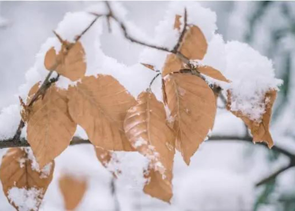 科美滋||今年小雪讓科美滋家具溫暖您的心